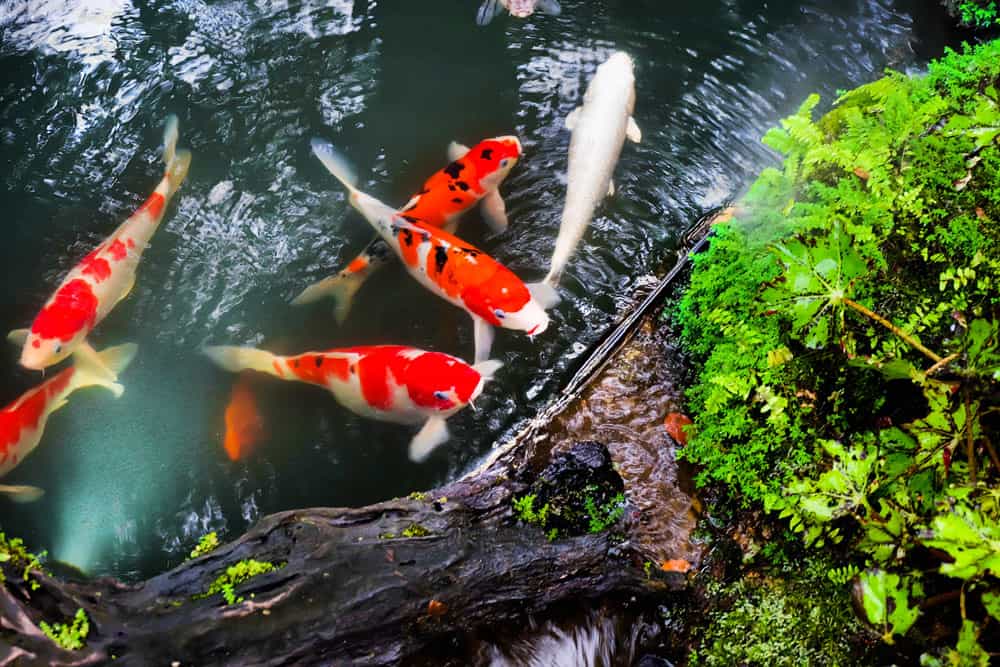 Peixes em lago ornamental