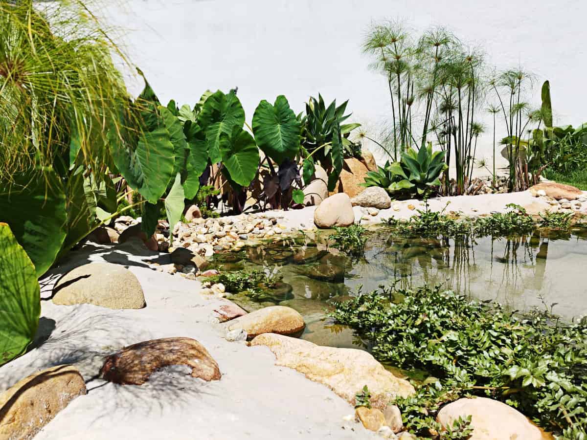 Lago ornamental integrado à vegetação